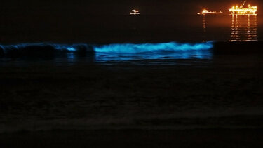 Βιοφωταύγεια