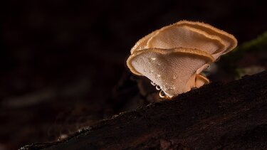 Πλευρώτους