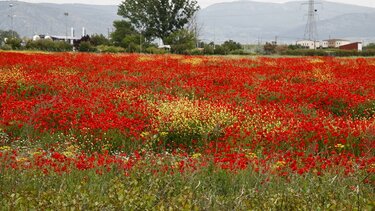 παπαρούνες