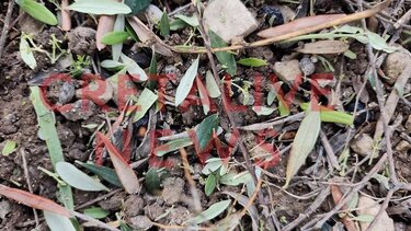 Ζημιές, Χαλάζι, Αμπέλια