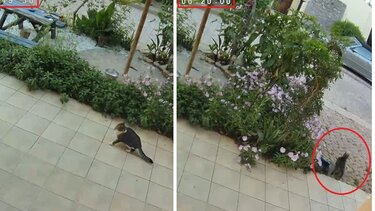 Σεισμός γάτα