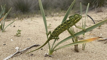Αφρικανικός χαμαιλέοντας, Πελοπόννησος