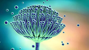 ασπεργιλος