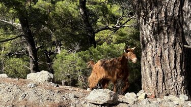 Κατσίκα, Βουνό
