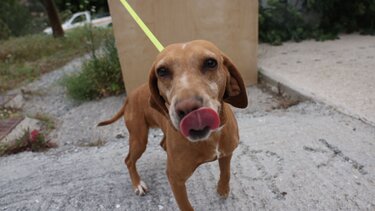 Κυνοκομείο- σκυλάκι