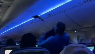 Περιστέρια αεροπλάνο 