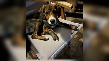 Σκυλος Ψιχουλίνος