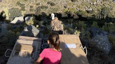 απελευθέρωση-γυπες