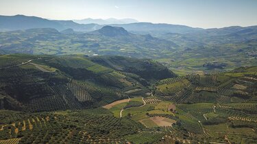Το Βιδιανό: Μια κρητική ποικιλία με παγκόσμιο μέλλον