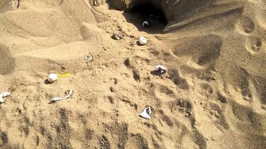 Ηλεία, Φωλιές Caretta