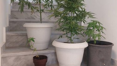 κίσσαμος ναρκωτικά συλλήψεις 