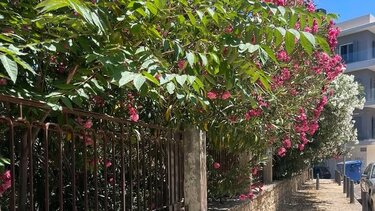 Πανάνειο, δέντρα