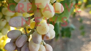 Αμπέλια, Καύσωνας