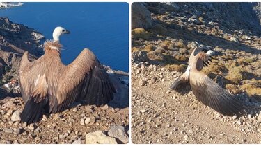 Αρπακτικό, Αστερούσιος
