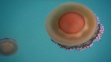 Μεσογειακή μέδουσα