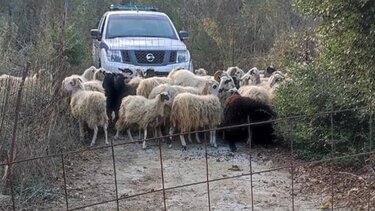 ΟΠΕΚΕΠΕ, ΕΛΑΣ