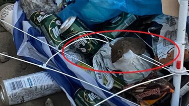 αρουραίοι παραλια σκουπίδια