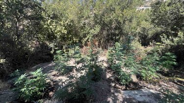 Δενδρύλλια χασίς, Ρέθυμνο