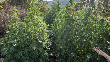 Φυτεία, Ρέθυμνο