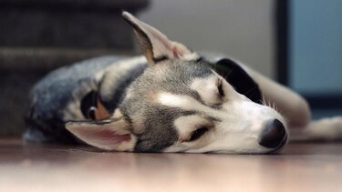 σκυλος νομος