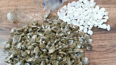 Ναρκωτικά, Φυλακές Χανίων