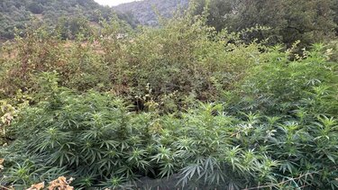 Χασισοφυτεία Ρέθυμνο