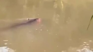 Ινδονησία, Κροκόδειλος