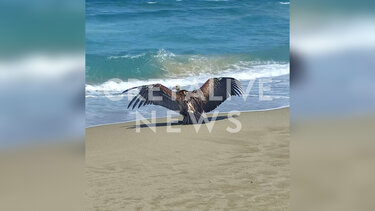 Ορνεο σε παραλία της Γεωργιούπολης