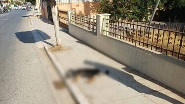 Κίσσαμος, Σκυλί