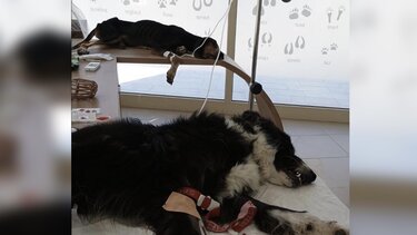 Σκυλάκια κατά τη μετάγγιση 