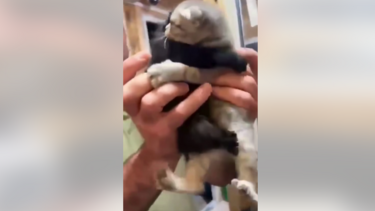 γατακια αγκαλια