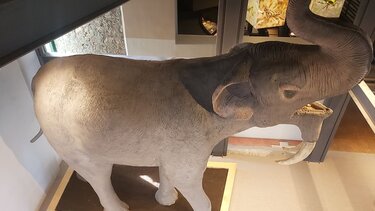 moyseio fysikis istorias