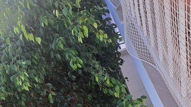 Δέντρο, Ατσαλένιο 