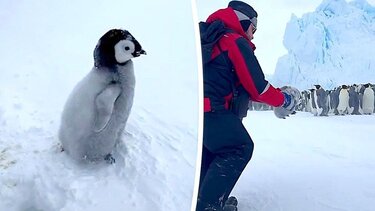 Μωρό πιγκουίνος
