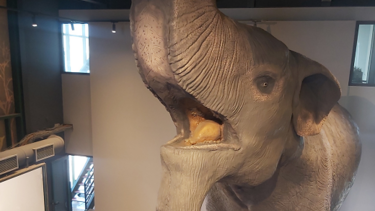 Μουσείο Φυσικής Ιστορίας