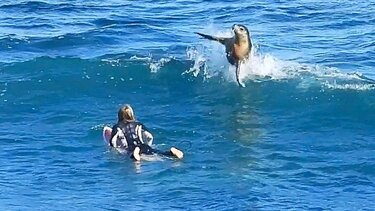 θαλάσσιο λιοντάρι