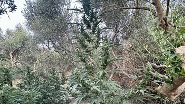 Χασίς, Μυλοπόταμος