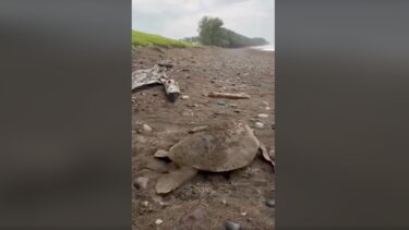 Χελώνα διάσωση