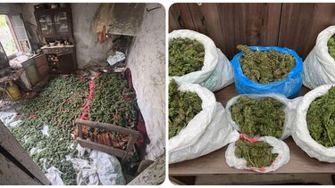 Κάνναβη, Αμάρι