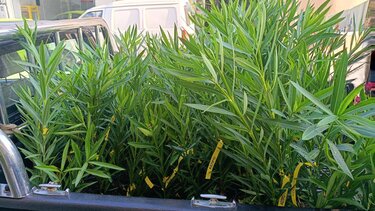 Δενδροφύτευση, Μάρθα 