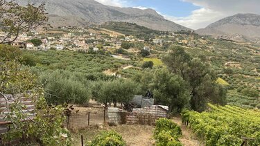 Ελιές, Ασίτες