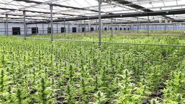 Χασισοφυτεία, Θερμοκήπιο