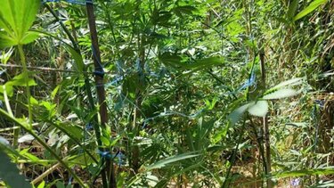 Φυτεία Κάνναβης