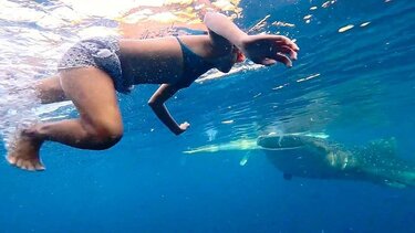 Κολυμβήτρια-φαλαινοκαρχαρίας