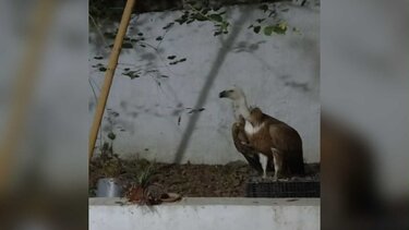 Ορνεο Πολυκατοικία Ηρακλειο