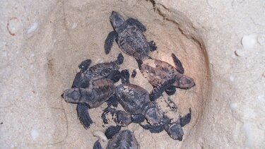 χελωνοφωλιά