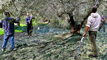 Ελαιοσυλλογή