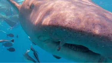 Καρχαρίας-κάμερα-δύτης