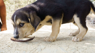 Δήμος Μινώα Πεδιάδας: Νέα ειδική κατηγορία στην ιστοσελίδα για τα ζώα συντροφιάς