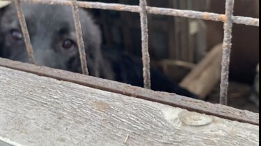 Ζώα Παλιά Σφαγεία